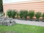 Oprava fasády a odvlhčení mokrého zdiva 2017